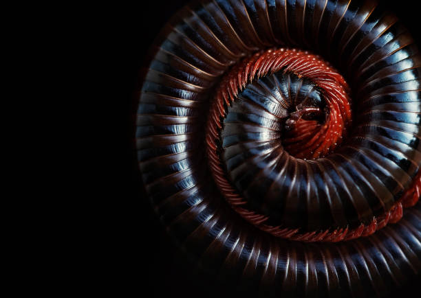 Asian giant millipede(Siamese Pointy Tail Millipede), Round-backed, curled up on blacck background.