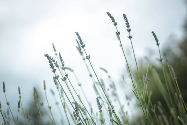 lavender leaves blooming with cloudy sky in Burgos, CL, Spain