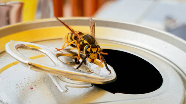 Wasp on a drink can Macro of yellow jacket wasp sat on can ring pull wasp photos stock pictures, royalty-free photos & images