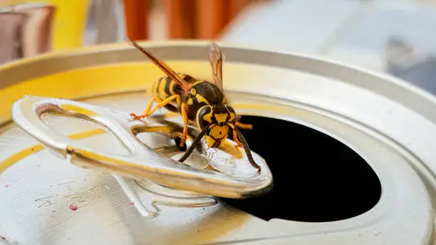 Macro of yellow jacket wasp sat on can ring pull
