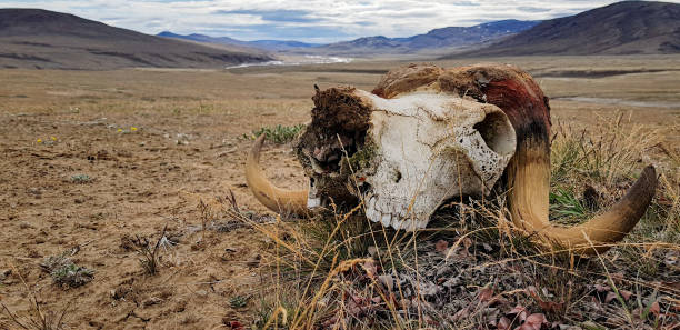 crânio de muskox no ártico - ellesmere island - fotografias e filmes do acervo