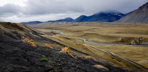 floresta fossilizada no ártico canadense - ellesmere island - fotografias e filmes do acervo