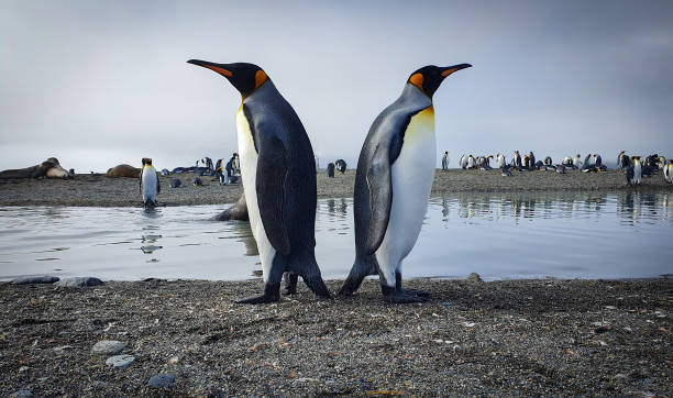 Two king penguins back to back Two king penguins standing back to back with water, seals and lots more penguins in the background penguins fighting stock pictures, royalty-free photos & images