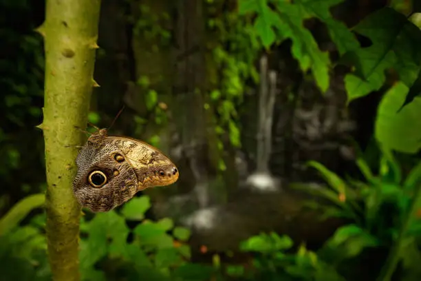 Photo of Beautiful butterfly Blue Morpho, Morpho peleides, in habitat, with dark forest and waterfall, Costa Rica