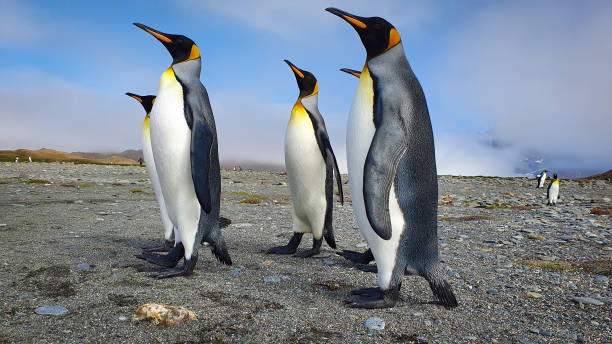 Group of king penguins Four king penguins stood upright on grey sand with clouds and hills in the background in South Georgia king penguin stock pictures, royalty-free photos & images