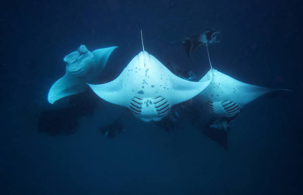 istock Three large manta rays underwater with other manta rays in the distance 1253558368