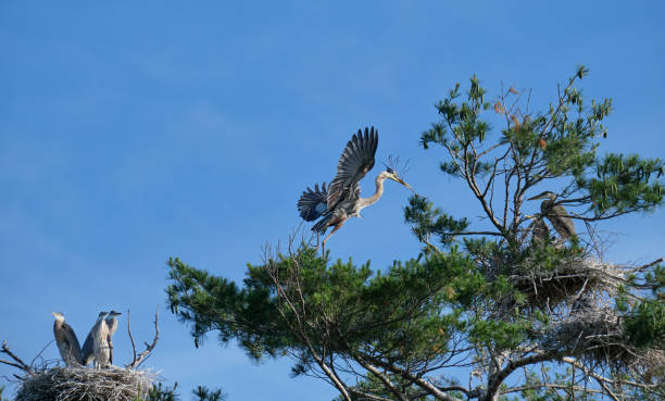 istock Great Blue Heron in flight lands in rookery 1253558470