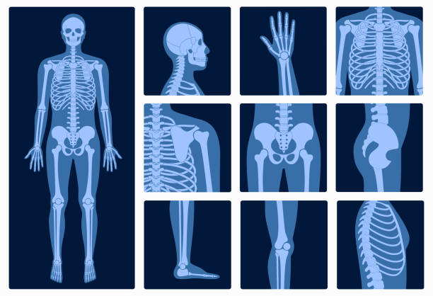 ilustrações de stock, clip art, desenhos animados e ícones de pain4_skeleton - dorso humano