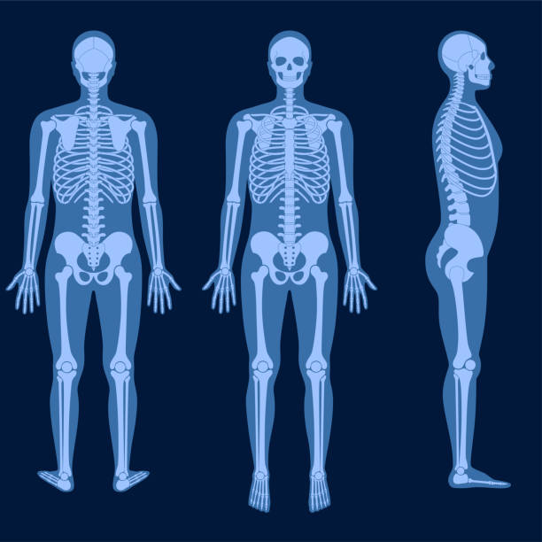 Pain4_Skeleton Human man skeleton anatomy in front, profile and back on x ray view. Vector isolated flat illustration of skull and bones in male body. Medical, educational or science banner hip joint x stock illustrations
