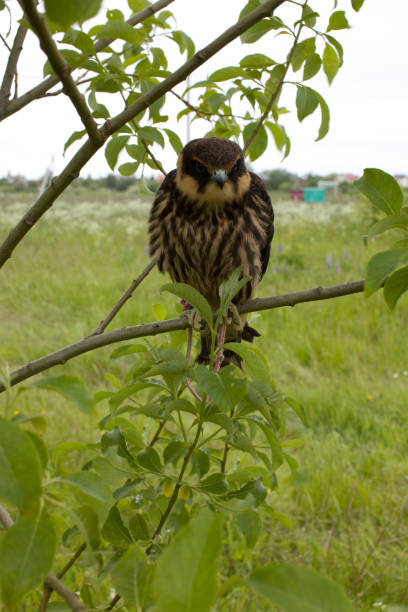 eurasian hobby - eyas imagens e fotografias de stock