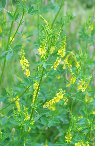 istock Blossom Sweet Clover(Melilótus officinális) 1253560435
