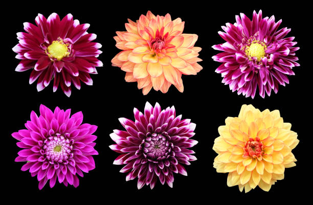 istock Set of dahlia flowers 1253560438