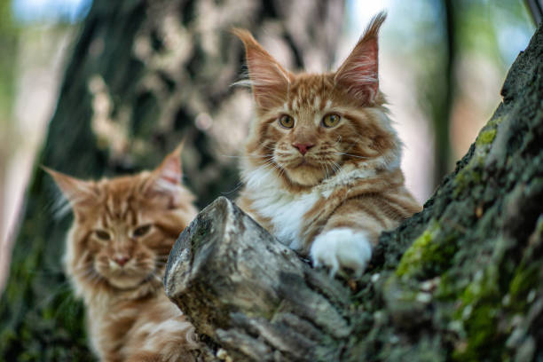 istock A big red maine coon kitten sitting on a tree. 1253562621