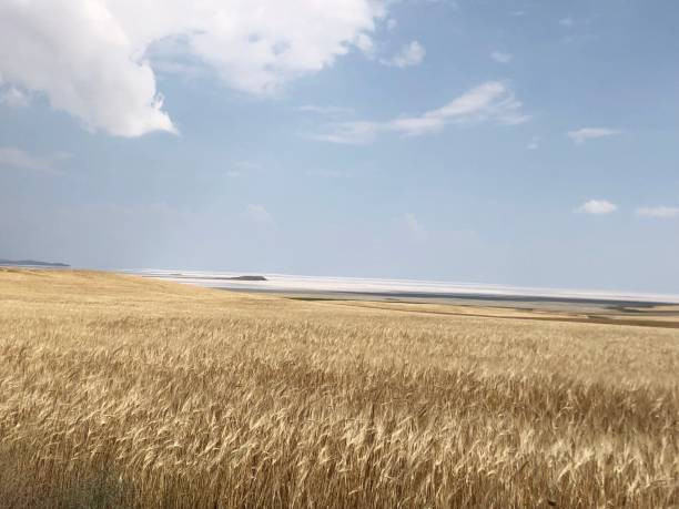 istock Wheat seedlings and sky landscape photo. 1253563781