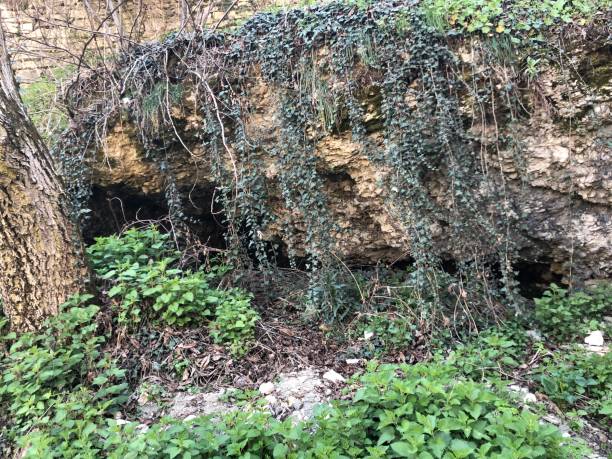 istock Vines hanging over the stones. 1253563904