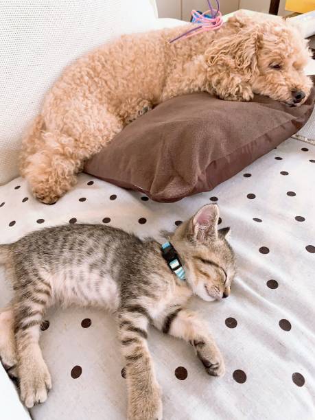 istock I want to sleep peacefully on the side 1253564674
