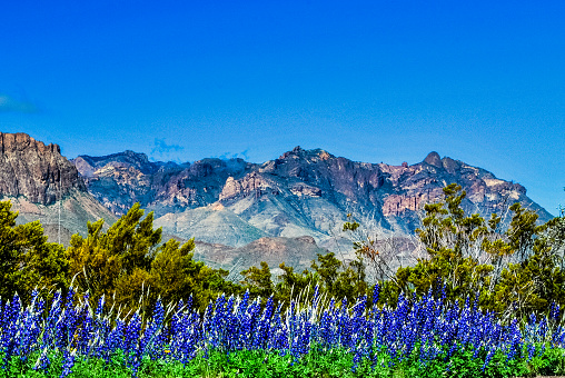 Bluebonnets in bloom with the Chisos Mountains in the background. Big Bend National Park, Texas