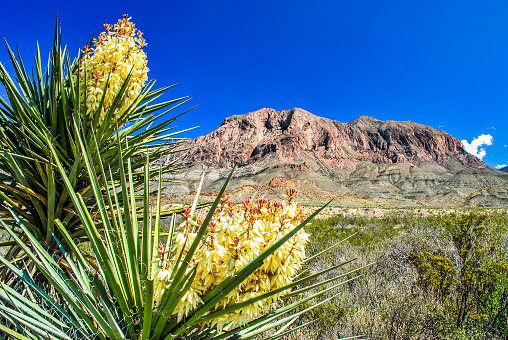 Yucca plants in bloom with the Chisos Mountains in the background. Big Bend National Park, Texas