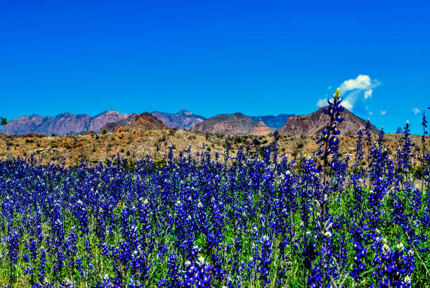 istock Tall Bluebonnets and Majestic Mountains 1253566524