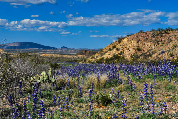 istock Desert Wonderland 1253566525