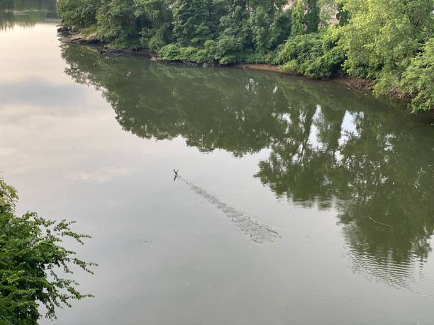 istock Hutchinson River in the Bronx New York 1253568960