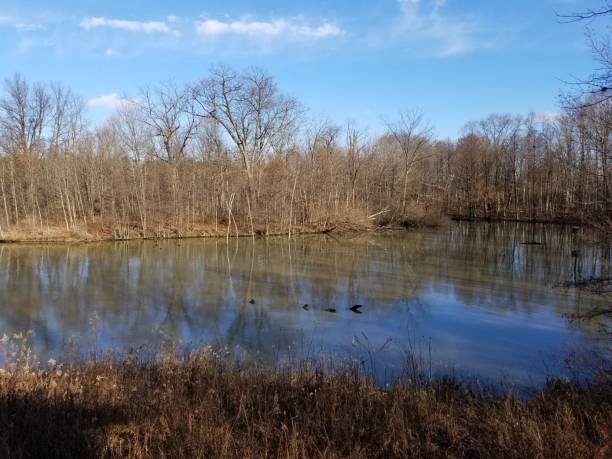 istock Tree shadows over lake in public natural park area 1253569040
