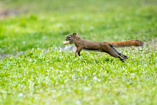 A red squirrel running across a lawn with a peanut in its mouth. Taken in Alberta, Canada