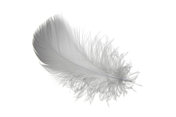 istock Light single fluffy gray, black feather isolated on a white background. 1253570459