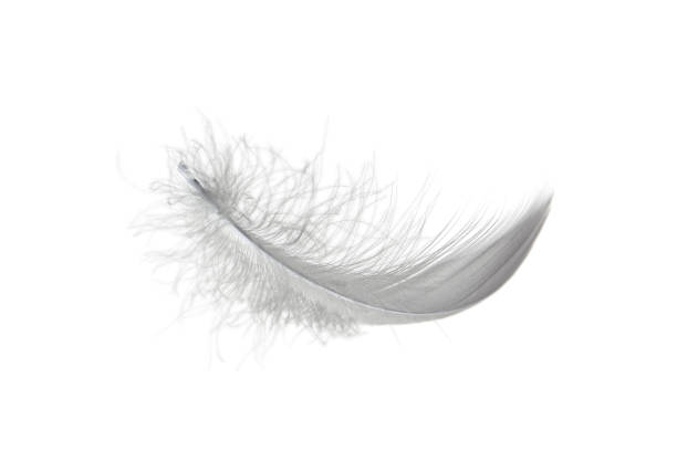 istock Light single fluffy gray, black feather isolated on a white background. 1253570502