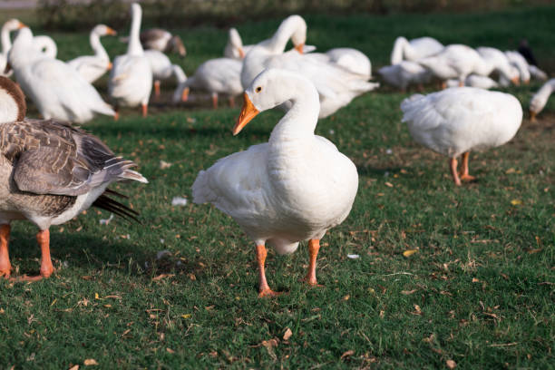 istock Duck Standing in front of its raft in open ground 1253570599