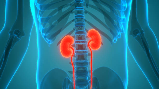 istock Human Urinary System Kidneys Anatomy 1253572369