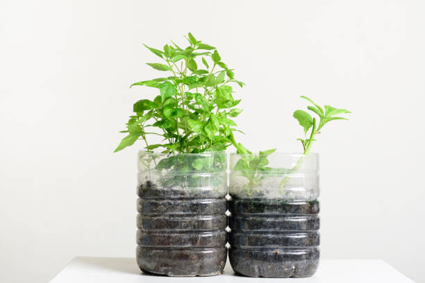 istock Plastic bottles water DIY for planting vegetables plant 1253574634