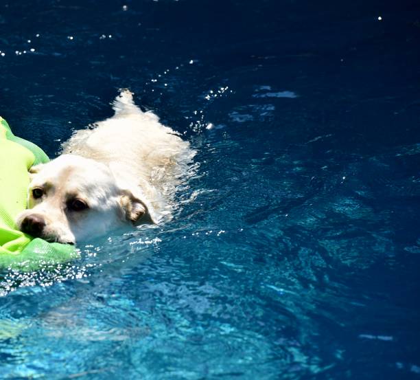 istock Labrador Retriever Swimming 1253575792