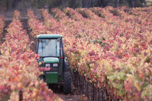 Autumn in the Vineyard with Tractor Doing Maintenance