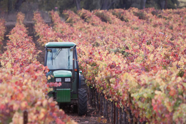 Autumn in the Vineyard with Tractor Doing Maintenance stock photo
