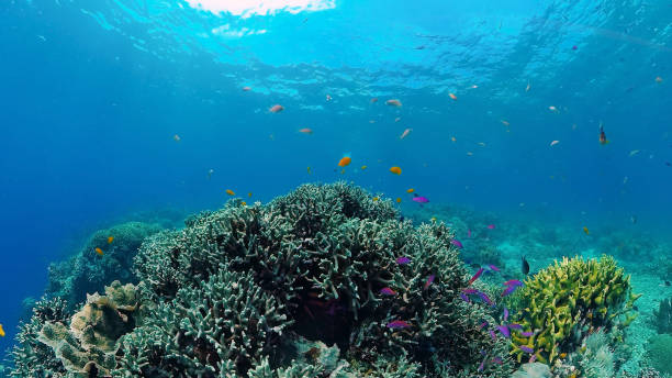 istock Coral reef with fish underwater. Bohol, Philippines 1253578755