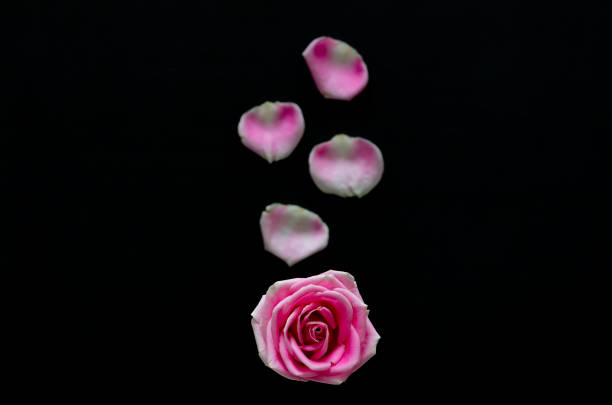 istock Pink rose with blurred petals 1253579523