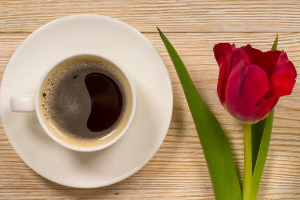 dark red tulip and white coffee cup on white wooden table, good morning concept