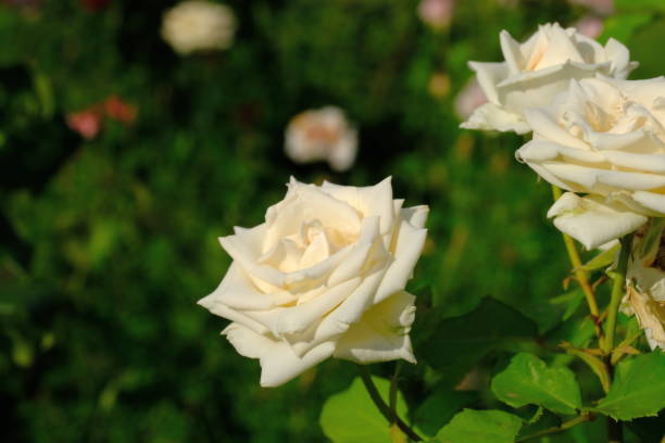 istock Roses in a city park 1253586113