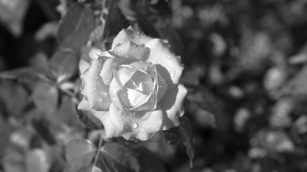 istock Roses in a city park 1253586140