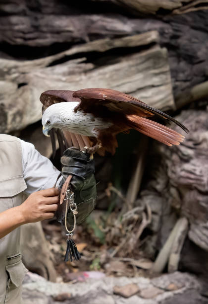 istock Close up Red Backed Sea Eagle or Brahminy Kite Perched on Black Leather Glove 1253586818