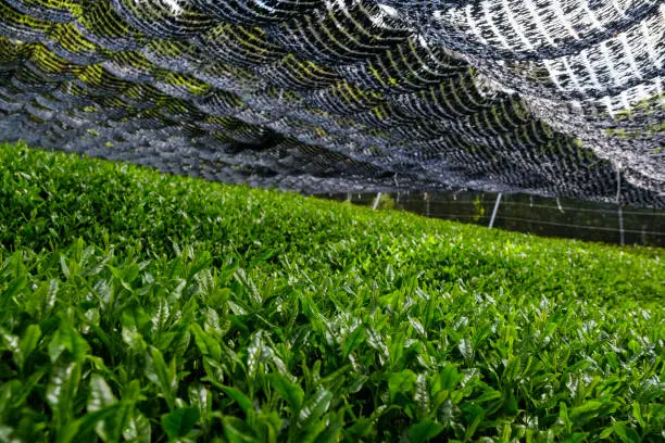 Covered Gyokuro tea
Shooting in Wazuka-cho, Kyoto with the help of the local community