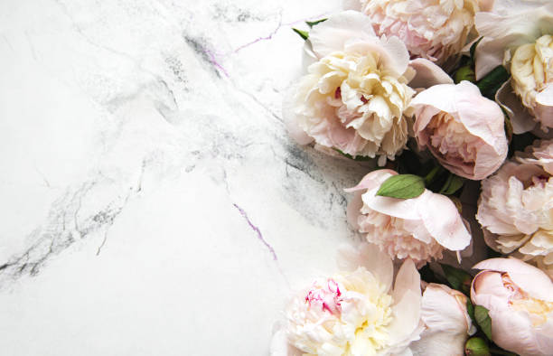 istock Peony flowers on a marble background 1253587936