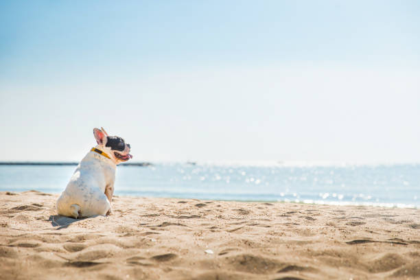 ritratto di bulldog francese sulla spiaggia - cane al mare foto e immagini stock