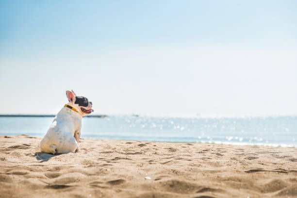 Portrait of french bulldog on the beach Portrait of french bulldog on the beach dog beach stock pictures, royalty-free photos & images