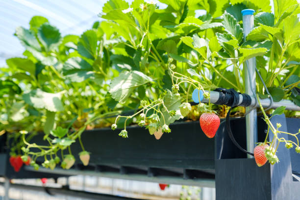 istock Plastic greenhouse-grown strawberries 1253589063