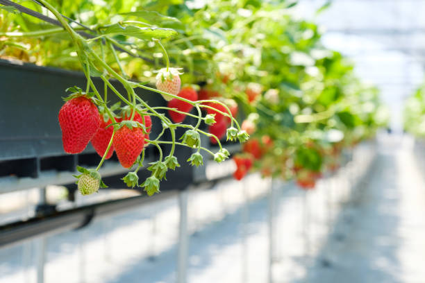 istock Plastic greenhouse-grown strawberries 1253589223