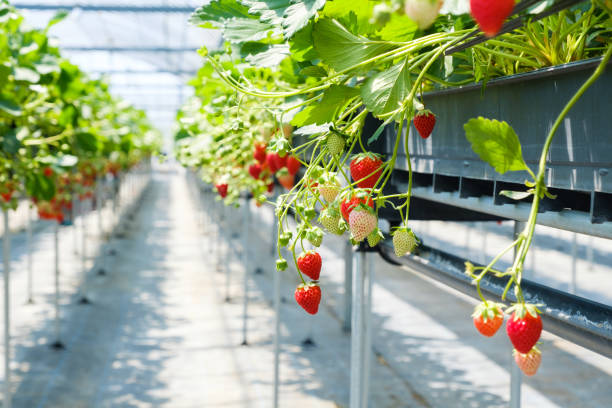 istock Plastic greenhouse-grown strawberries 1253589260