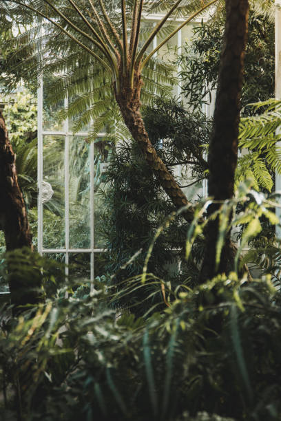 istock A palm tree in a green and rich jungle environment. 1253589294