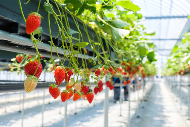 istock Plastic greenhouse-grown strawberries 1253589323